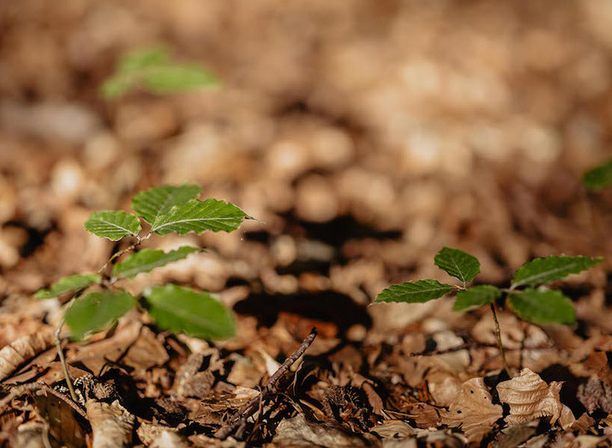 Sustainability