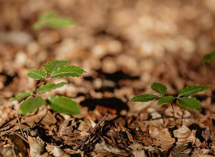 Sustainability
